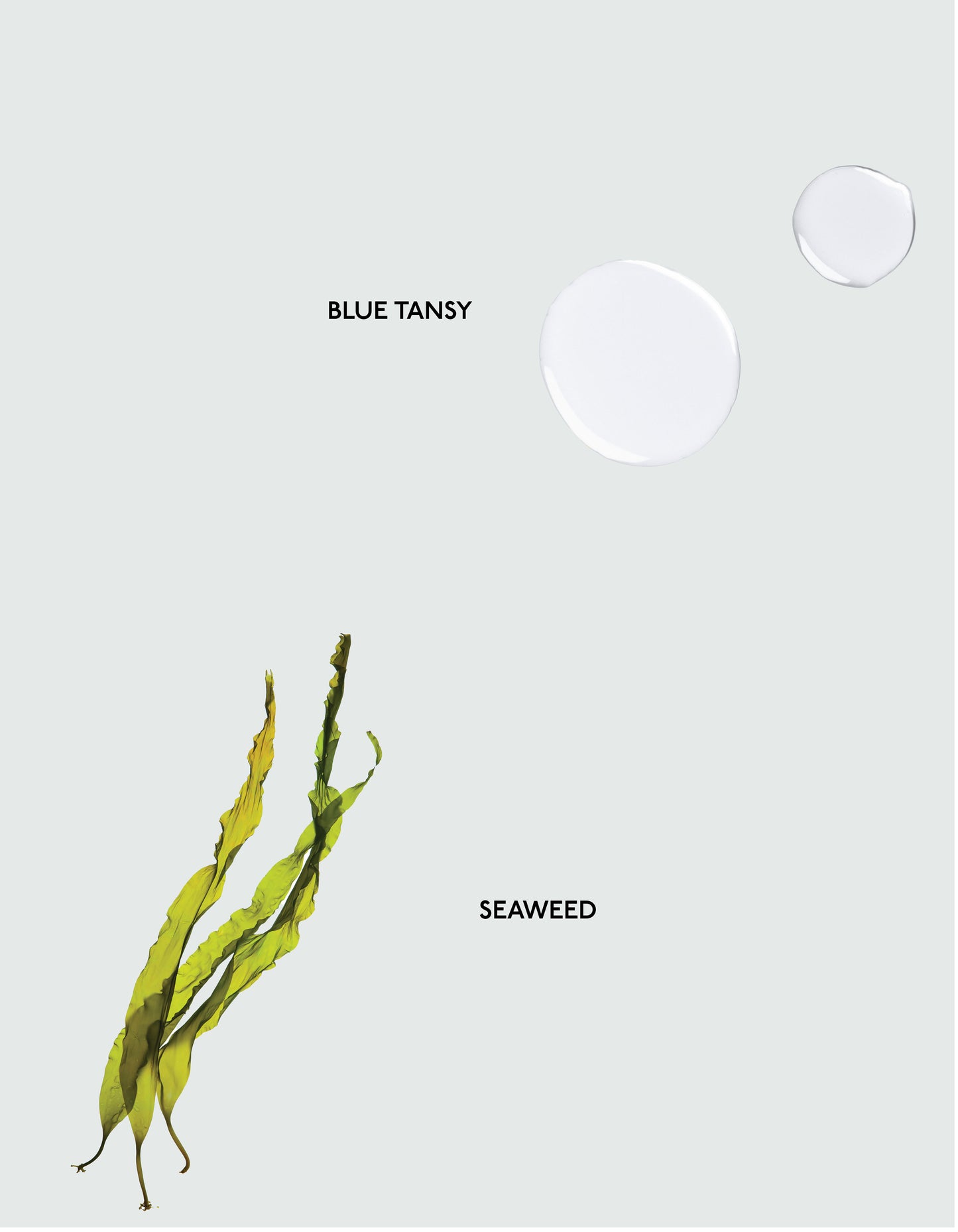 Blue tansy and Seaweed